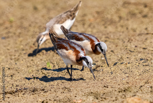 Cuadro en lienzo A pair of Wilson's Phalarope females foraging together on a sandy beach with a male closely behind in the background