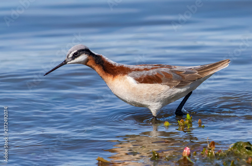 Canvas Print A Wilson's Phalarope female bird with her long neck stretched out, walking in shallow waters looking for food