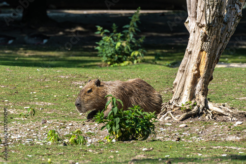 Obraz na plátne The Capybara, Hydrochoerus hydrochaeris is the largest living rodent in the world