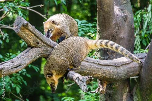 South American coati, Nasua nasua is a coati species from tropical and subtropical South America.