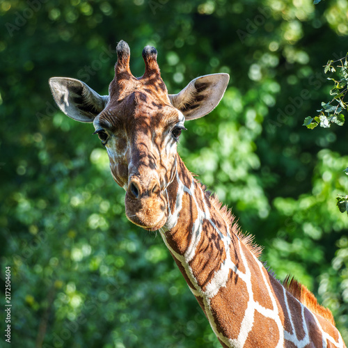 Photography The giraffe, Giraffa camelopardalis is an African mammal