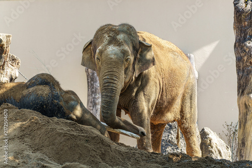 Fotografie The Asian elephant, Elephas maximus also called Asiatic elephant