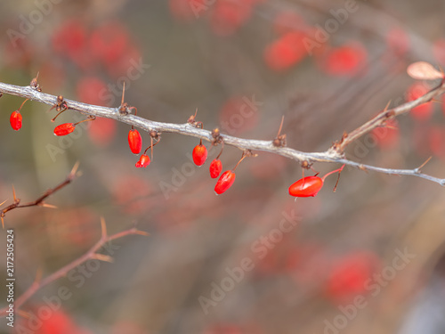 Принти на полотні Branches of a barberry Bush with ripe red barberry berries