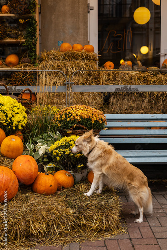 Obraz na płótnie Dog with pumpkins