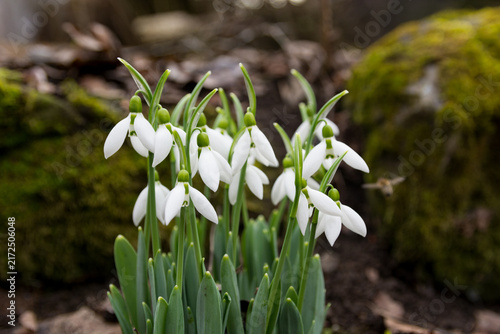 Close-up of white snowdrop flowers in a spring forest with a blurred bee
