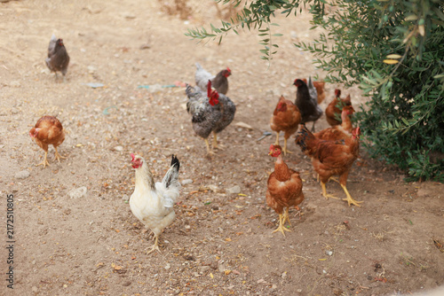 Canvastavla A flock of free-range chickens and hens roaming outdoors in a rural farmyard, surrounded by trees and natural vegetation, capturing a peaceful countryside farming scene