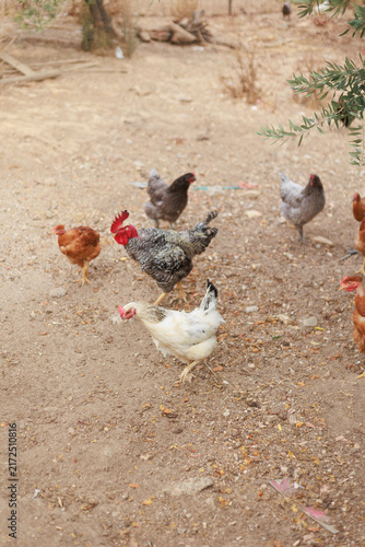 Принти на полотні A flock of free-range chickens and hens roaming outdoors in a rural farmyard, surrounded by trees and natural vegetation, capturing a peaceful countryside farming scene