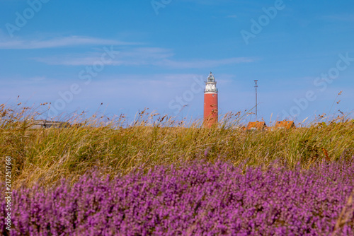 Purple flowers Calluna vulgaris (Heide, Heather, Ling) The sole species in genus of Calluna, Ericaceae family, The Eierland Lighthouse red tower, De Cocksdorp, North Holland, Texel Island, Netherlands