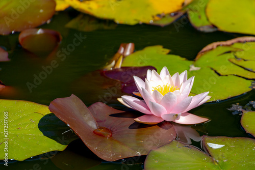 Selective focus of pink lotus flower on water in the pond, Nymphaea alba also known as the European white water lily is an aquatic flowering plant of the family Nymphaeaceae, Natural floral background