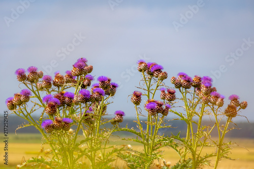 Selective focus of flowers of Cynara cardunculus in the garden with green grass backdrop, The cardoon also called the artichoke thistle is a thistle in the family Asteraceae, Natural floral background
