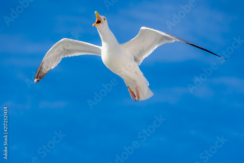 White and grey seagull soaring in flight with open beak, Low angle view of wild sea bird, European herring gull flying overhead with wings spread wide and mouth open against blue clear sky background.