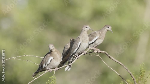 Some White-Winged Doves and Mourning Doves perch on a creosote branch. Some fly away and others come to jostle each other for a place on the branch. 