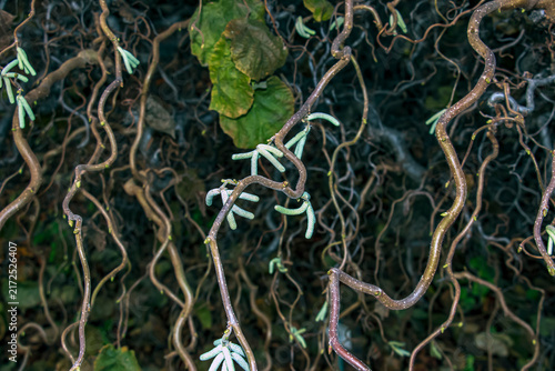 Tangled Twisted Branches and Catkins of Corkscrew Hazel