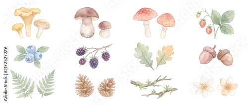 Watercolor forest mushrooms berries botanical set isolated on black background. Woodland flora clip art featuring chanterelles, porcini, acorns, pinecones, leaves, and wild flowers. Autumn nature desi