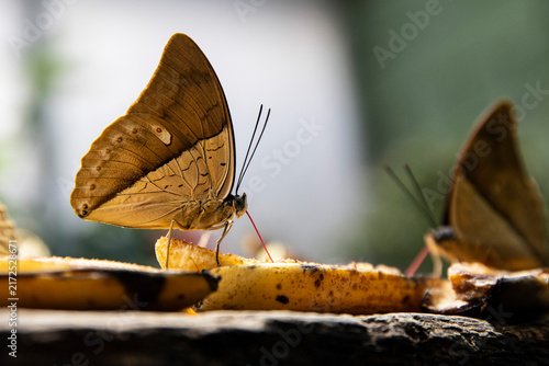 Quadro su tela close up butterfly feeding on fruit outdoors