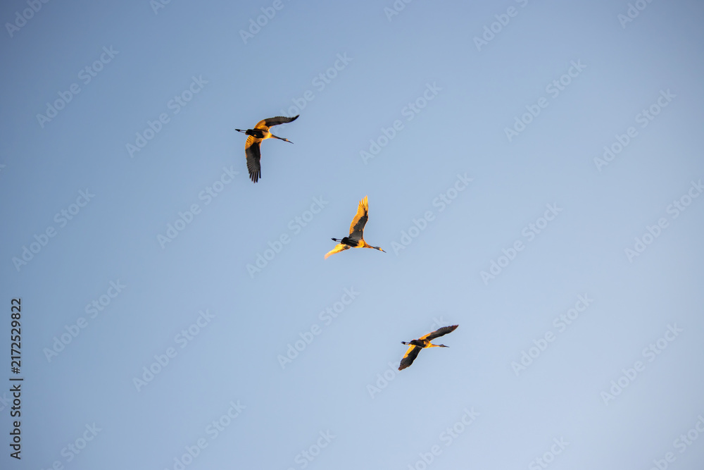 Fototapeta premium Three sandhill cranes flying diagonally in formation across a clear blue sky 