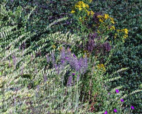 Dense botanical garden background with purple sage flowers and yellow goldenrod blossoms
