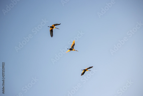 Three sandhill cranes flying diagonally in formation across a clear blue sky
