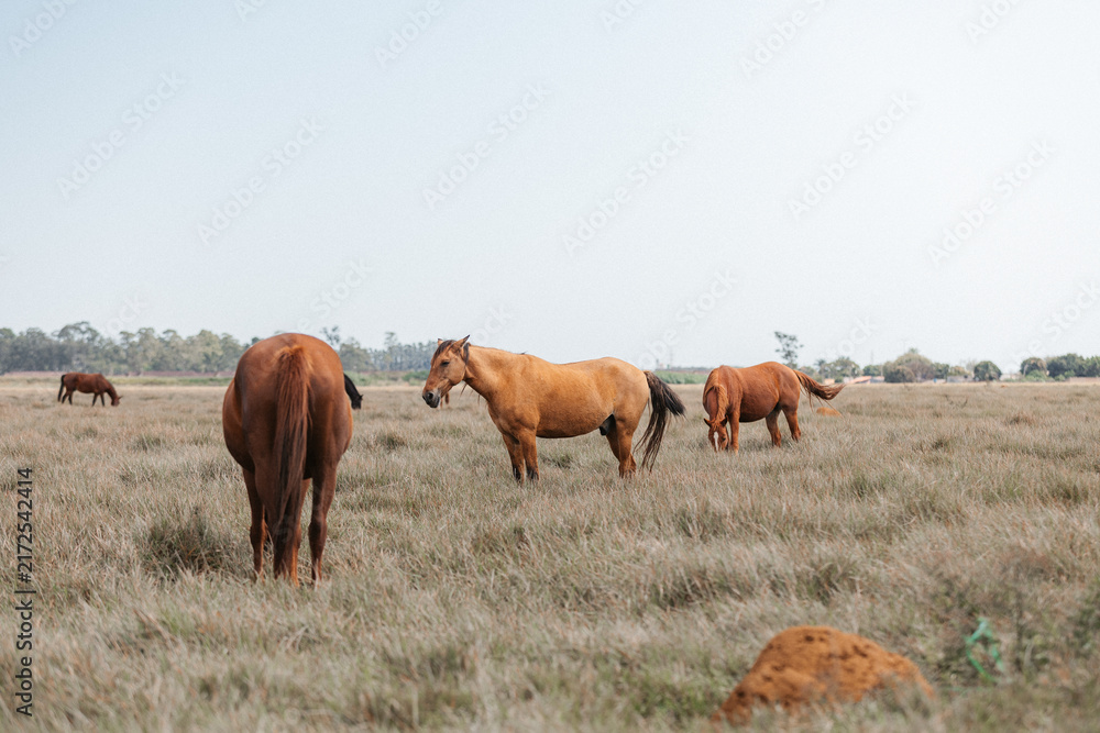 Obraz premium horses in the field