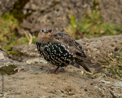 Starlings are small to medium-sized passerine (perching) birds known for the often dark, glossy iridescent sheen of their plumage