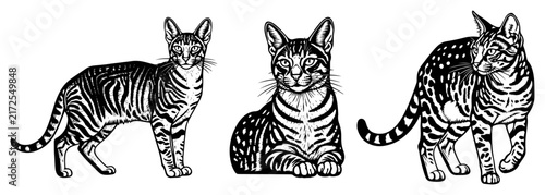 Canvas Print Bengal cats and wild cats set, exotic feline spotted coat poses, vintage woodcut