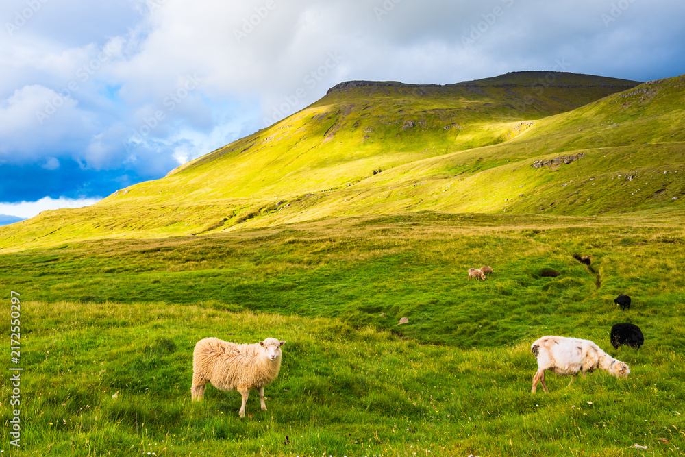 Obraz premium Flock of sheep grazing in a lush green field, with one standing in the foreground against a backdrop of sunlit mountain slopes, Eysturoy, Faroe Islands, Denmark
