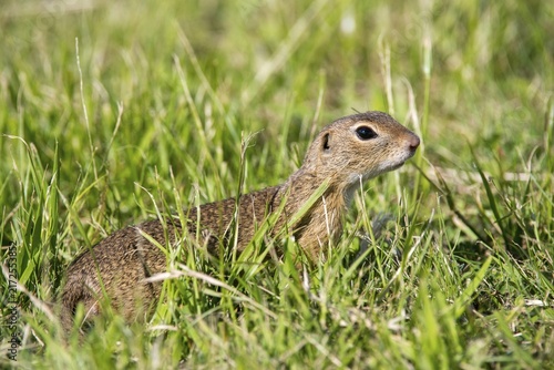 Citellus citellus, Czech Republic, European ground squirrel, common ground squirrel, rodents, rodentia, Czech Republic, mammals, rodents, mammals, ground squirrels