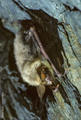 Greater mouse-eared bat, mouse-ear, myotis myotis, bats, chiroptera, ffh, bats, high size, portrait format, mammals, mammals, hibernation