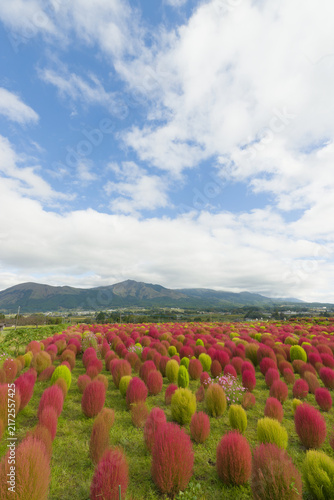 コキアと阿蘇山（熊本県阿蘇）