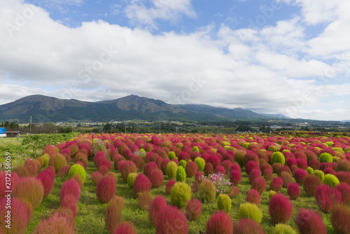 コキアと阿蘇山（熊本県阿蘇）