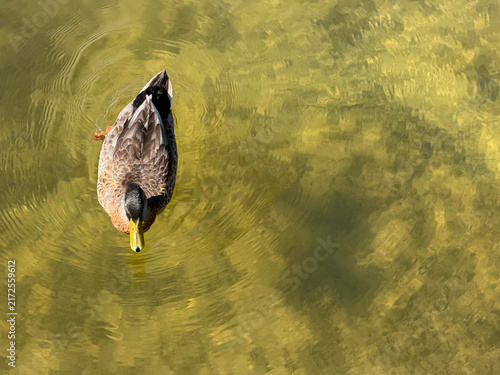 Konstfotografi NC Cornelius Male Mallard Drake 2026