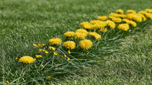 Border of a well‑tended lawn sprouting vivid yellow dandelions and native wild blossoms