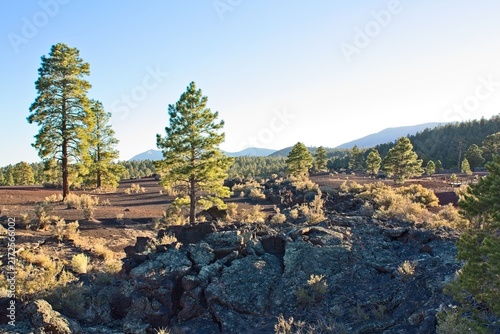 Evergreens in a cinder field with lichen covered rocks in the foreground and mountains in the background. Sunset Crater Volcano National Monument, Flagstaff, Arizona.