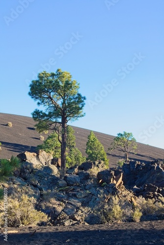 Pine trees on a cinder hill with rocks and boulders in the foreground. Sunset Crater Volcano National Monument, Flagstaff, Arizona.