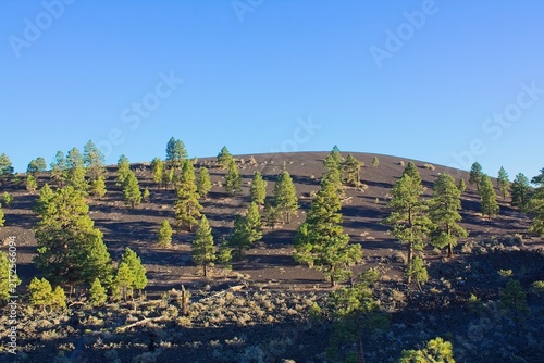 Pine trees on a cinder hill with rocks and boulders in the foreground. Sunset Crater Volcano National Monument, Flagstaff, Arizona.
