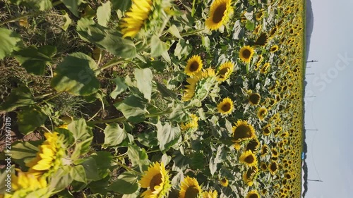 A wide angle shot captures a vast field of bright sunflowers blooming under warm natural sunlight, highlighting textured green leaves and rich soil details.