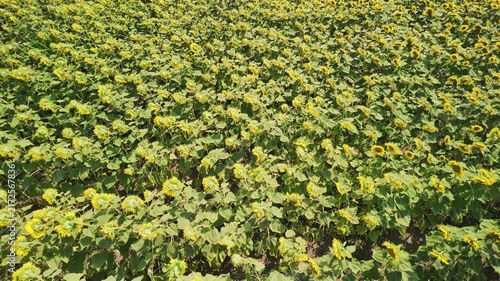 An aerial perspective showcases a dense field of bright yellow sunflowers blooming under natural daylight, highlighting textured green foliage and organic patterns across the landscape.