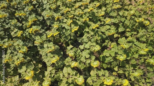 An aerial perspective showcases a dense field of bright yellow sunflowers blooming under natural daylight, highlighting textured green foliage and organic patterns across the landscape.