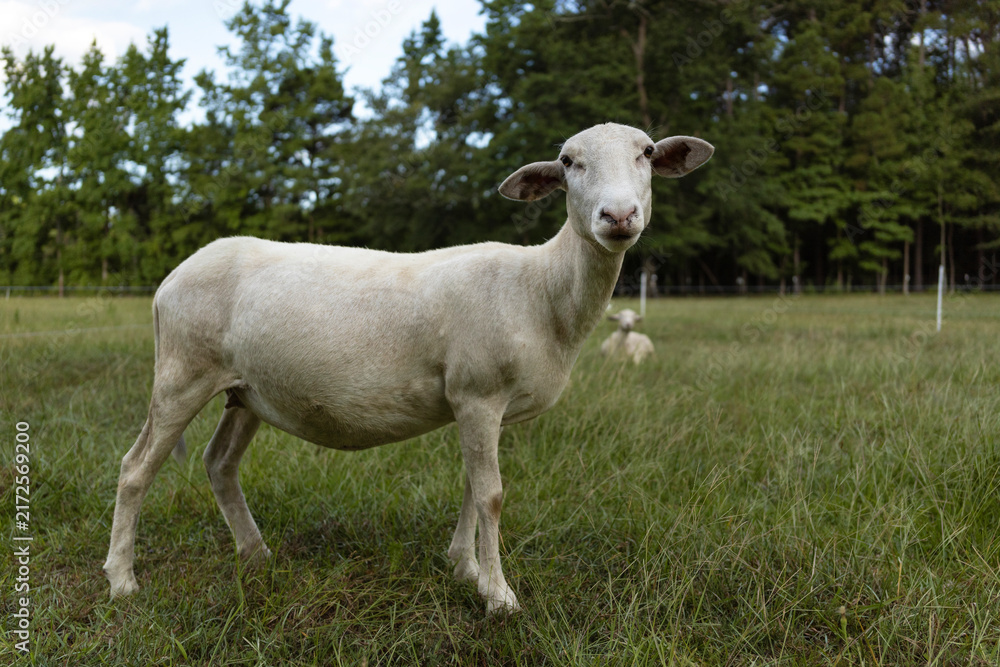 Fototapeta premium White sheep ewe on a grassy field