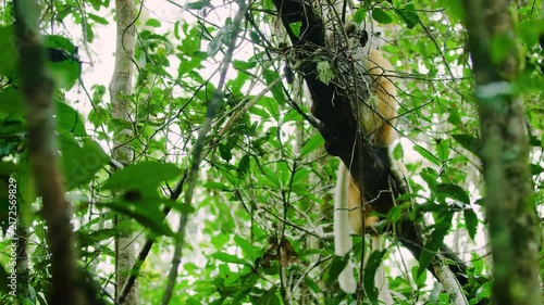 An Indridae (indriidae) Sitting on a tree in Madagascar rainforest.