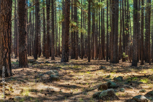 Tapety artystyczne Arizona Forest