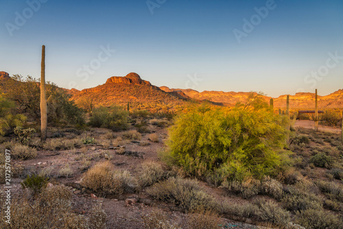 Saguaro in the Desert