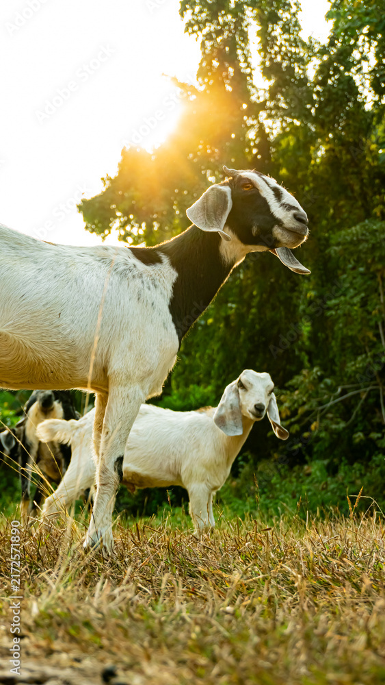 Fototapeta premium Goats standing in grassy field at sunset with golden backlight. Rural farm life and livestock concept in natural countryside environment.