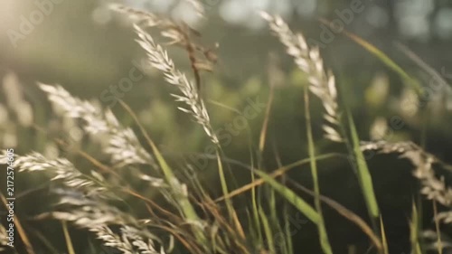 Golden wild grass stalks in sunset field