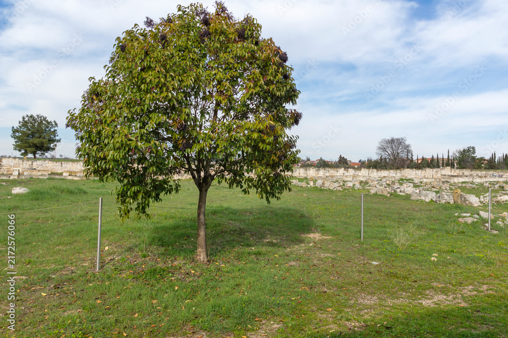 Fototapeta premium Ruins of Ancient Macedonian capital Pella, Greece
