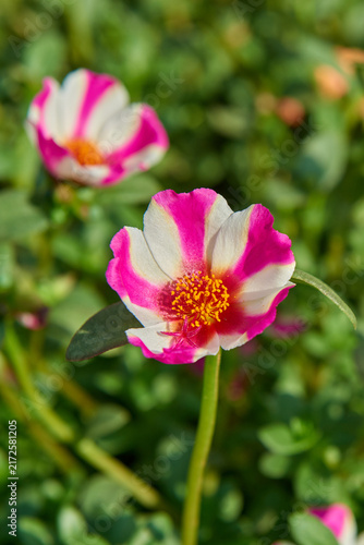 Close-Up View of Pink and White Striped Moss Rose (Portulaca grandiflora) Blooming in Garden