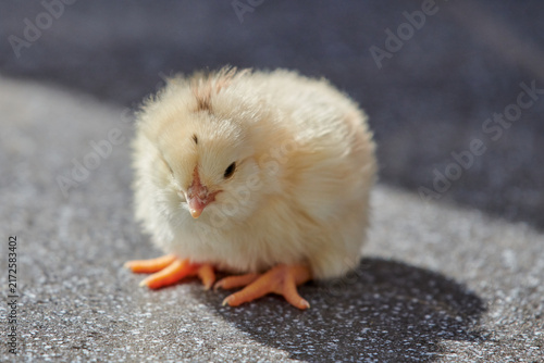 Close-Up View of Cute Fluffy Yellow Chick Standing on Ground Facing Camera