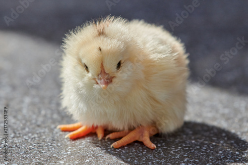 Close-Up View of Cute Fluffy Yellow Chick Standing on Ground Facing Camera