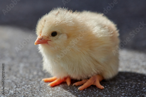 Close-Up View of Cute Fluffy Yellow Chick Standing on Ground Facing Camera