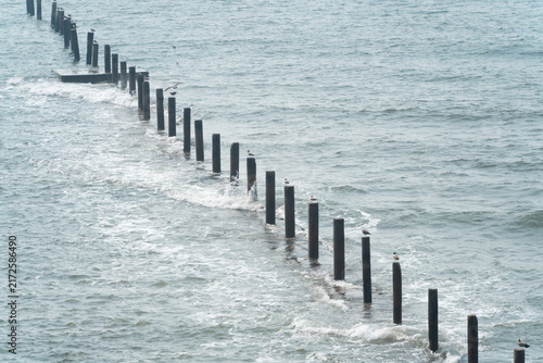 Obraz na plátne Wooden breakwater posts lined with seagulls in calm sea, No